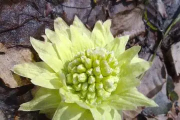 <p>P&eacute;tasite カタクリ, fleurit &agrave; la fin de mars. Avant de fleurir on peut manger les jeunes pousses</p>
