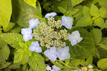 <p>Hortensia de montagne, 山のアジサイ, fleurit en juin, il y en a de plusieurs couleurs</p>
