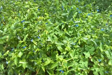 <p>Commelina communis, fleurit d'ao&ucirc;t &agrave; septembre mais heureusement pas tous en m&ecirc;me temps</p>
