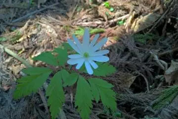 <p>An&eacute;mone pseudoaltaica blanche かきずきいちげ, fleurit en avril</p>