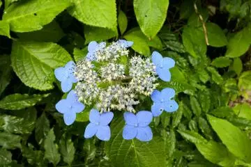 <p>Un hortensia de montagne 山のアジサイ d'une autre couleur, fleurit en juillet</p>