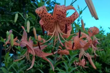 <p>Liluim lancifolium オニユリ, le nom japonais veut dire le lys du diable, fleurit en juillet</p>