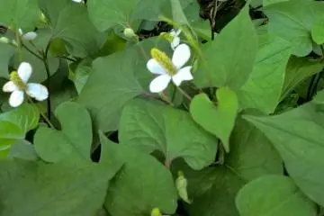 <p>Houttuynia Cordata, ドクダミ, fleurit en juin et poss&egrave;de des vertus m&eacute;dicinales</p>
