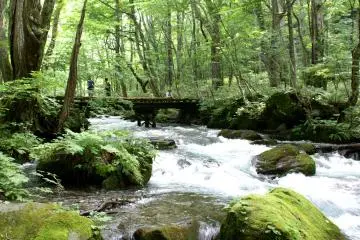 Oirase Stream in Summer