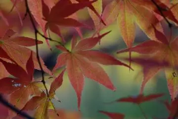 <p>Maple leaves close-up</p>