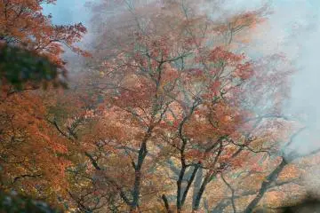 <p>Smoke in the trees</p>