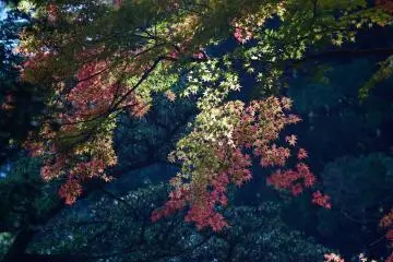 <p>Leaves changing colors</p>