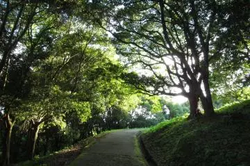 <p>Light behind the trees</p>