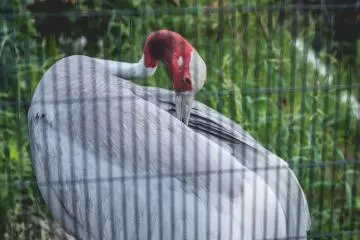Birds everywhere at Kyoto Zoo