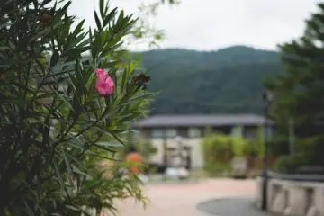 Flowers and hill views