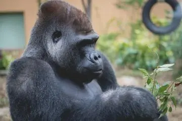 Beast of a gorilla