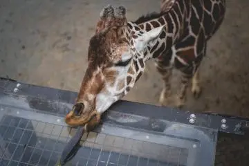 <p>Okay, Hi giraffe</p>