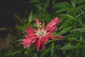 <p>Wet tropics garden</p>