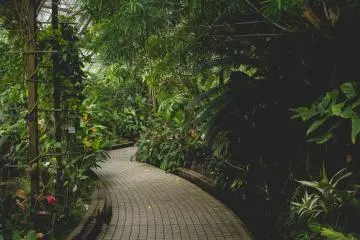 <p>Wet tropics garden</p>