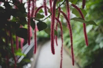 <p>Wet tropics garden</p>