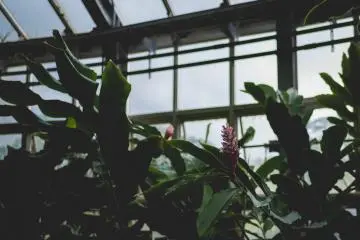 <p>Wet tropics garden</p>
