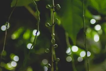 <p>Wet tropics garden</p>