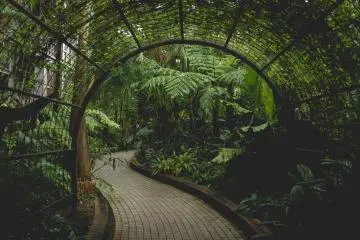 <p>Useful tropical plant garden</p>