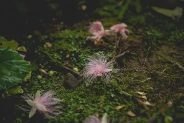 <p>Wet tropics garden</p>