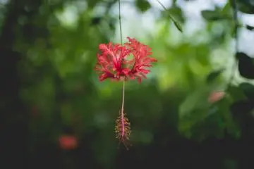 <p>Wet tropics garden</p>