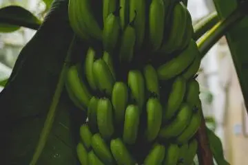 <p>Useful tropical plant garden, with a stack of bananas</p>