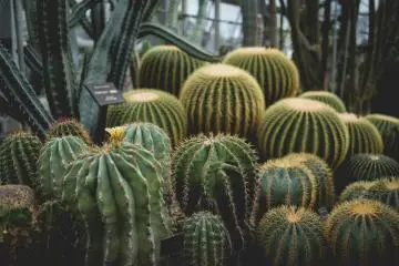 <p>Dry tropics, cacti!</p>
