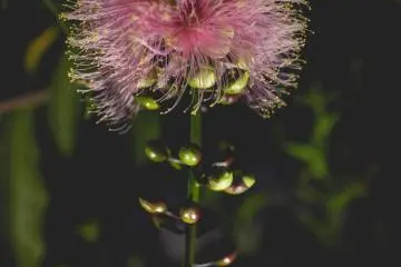 <p>Night garden</p>