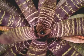 <p>Bromeliads garden</p>