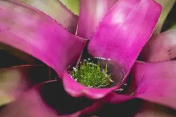 <p>Bromeliads garden</p>