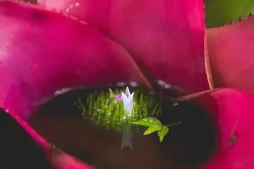 <p>Bromeliads garden</p>