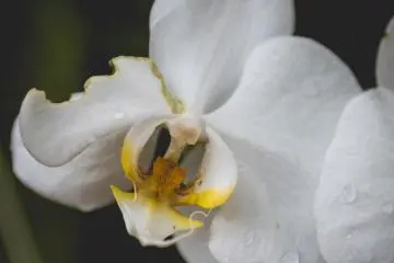 <p>Orchid</p>