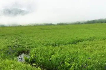 สายหมอกเลื่อนไหลเข้ามาในอุทยานแห่งชาติโอะเสะ