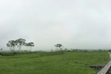 แมกไม้โผล่ออกจากสายหมอกในอุทยานแห่งชาติโอะเสะ