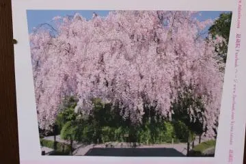 This cherry tree was once used in JR's "Let's go to Kyoto!" posters