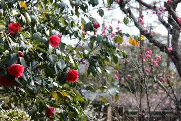 Camellia and peach flowers blooming in the early spring