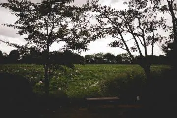 <p>Bench beside the pond</p>
