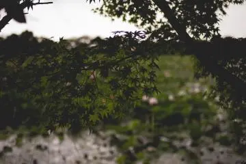 <p>Leaves</p>