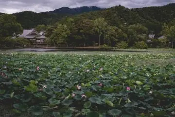 <p>Another view across the pond, towards the temple</p>