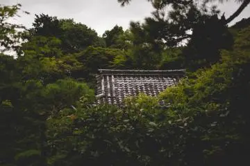 <p>Rooftop amongst trees</p>