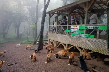 Fox Village ที่เที่ยวสำหรับคนรักหมา
