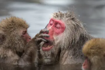 Photo: <a href="http://en.japantravel.com/photos/jigokudani-monkey-park" target="_blank" rel="noreferrer noopener nofollow">Jonathan Jahnke</a>