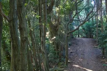 <p>The trail is almost entirely forested</p>
