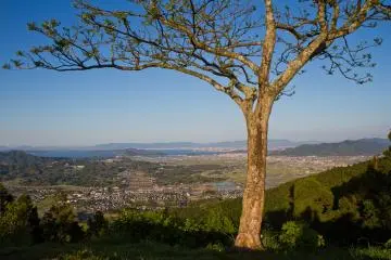 <p>A single tree grows at the panorama</p>