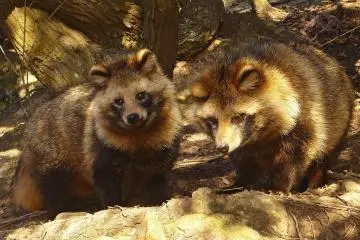 Photo: <a href="http://en.wikipedia.org/wiki/Japanese_raccoon_dog#/media/File:Tanuki01_960.jpg" target="_blank" rel="noreferrer noopener nofollow">663highland</a>