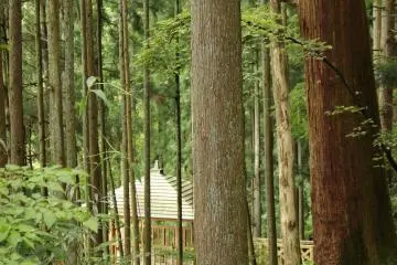 <p>An observation platform through the trees</p>