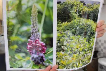 Foto kudzu yang lain dan bunganya. Bau seperti anggur atau koolaid anggur atau beberapa bunga buah lainnya ketika mereka mekar.