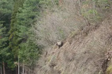 Spot the woodland creature.