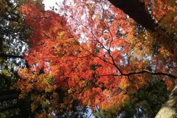 <p>มองขึ้นไปจากในสวน</p>