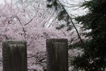 A visit during the cherry blossom season is truly beautiful.
