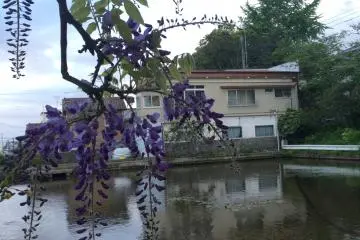 <p>Wisteria blooms in May, usually, in Japan.</p>